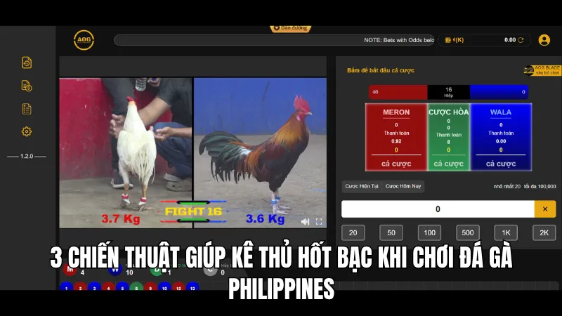 Bật Mí 3 Cách Thắng Đậm Khi Tham Gia Đá Gà Philippines Tại KG88 3 3 chiến thuật giúp kê thủ hốt bạc khi chơi đá gà Philippines
