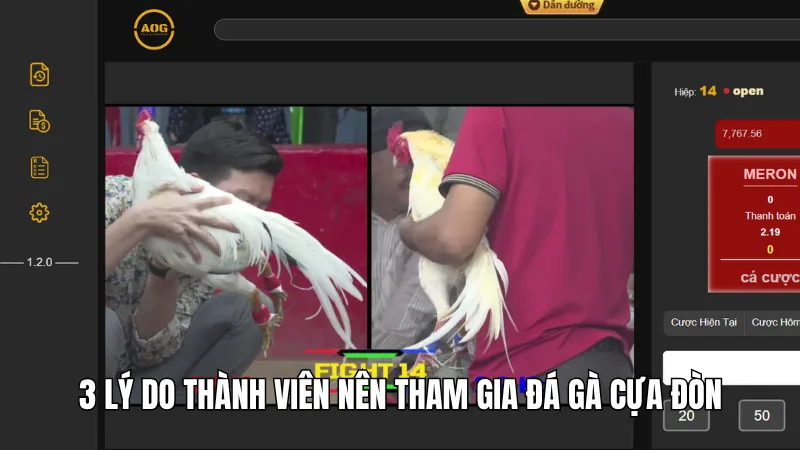 3 Lý Do Nên Tham Gia Đá Gà Cựa Đòn Kinh Điển Tại KG88 2 3 lý do thành viên nên tham gia đá gà cựa đòn