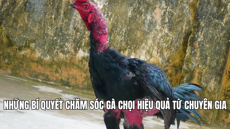 3 Bí Quyết Chăm Sóc Gà Chọi Hiệu Quả Từ Chuyên Gia KG88 3 Những bí quyết chăm sóc gà chọi hiệu quả từ chuyên gia
