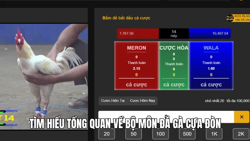 3 Lý Do Nên Tham Gia Đá Gà Cựa Đòn Kinh Điển Tại KG88 1 Tìm hiểu tổng quan về bộ môn đá gà cựa đòn